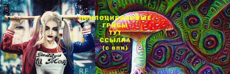 мега как войти  Гусев  Псилоцибиновые грибы Psilocybe 